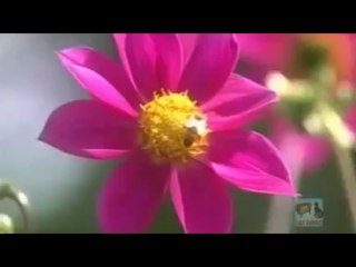 Best Konkani Songs Collection   Track 4