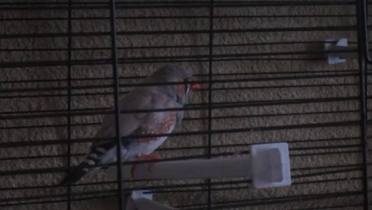 Mâle mandarin qui chante