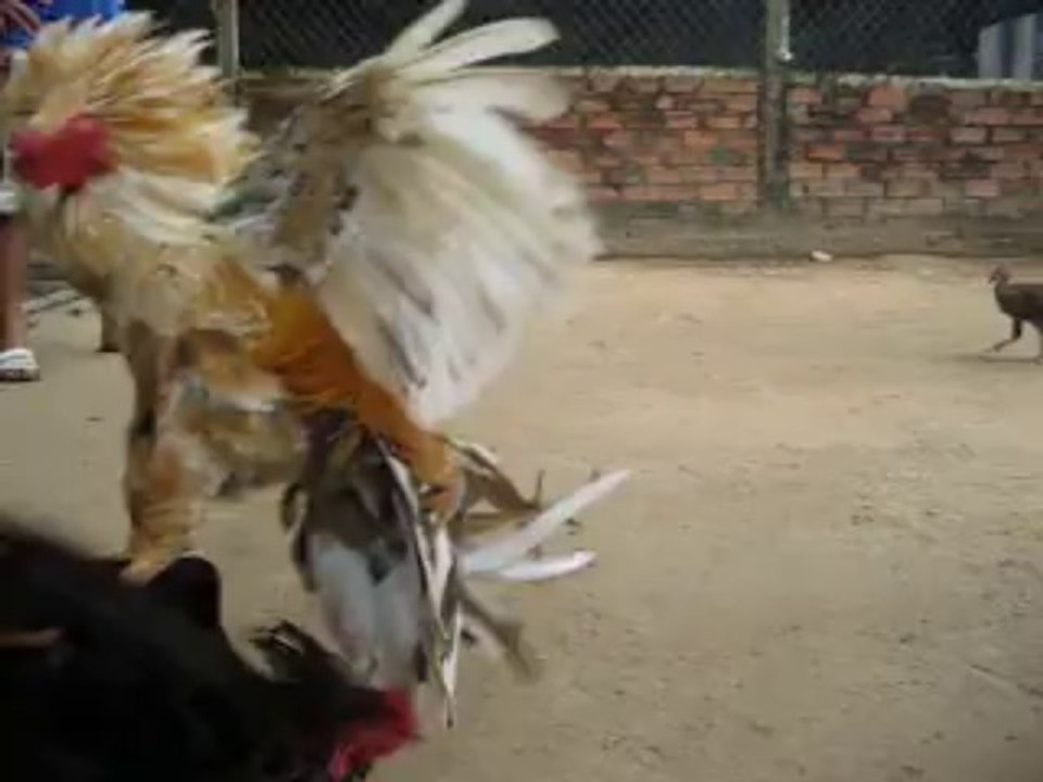 Xanh với vàng chạng 2,8kg