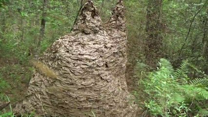Guêpes énervées attaquent une caméra