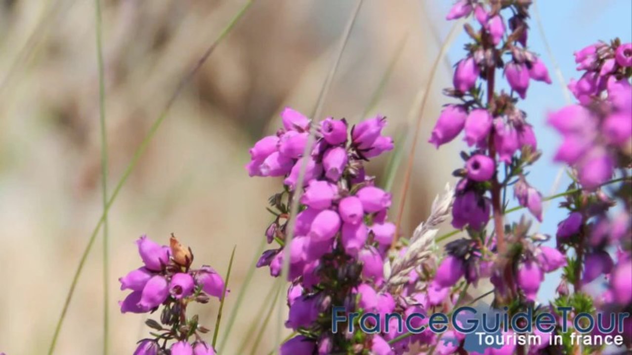 Les Rochers de Ploumanach (Côte de granit rose, Bretagne, Côtes-d'Armor, franceguidetour, HD)