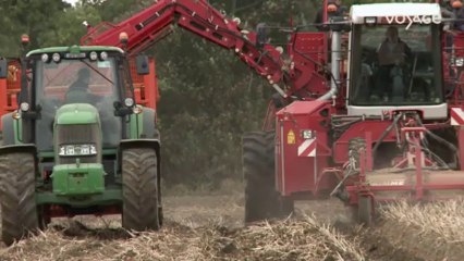 Georgiana chez vous : Dublin, La pomme de terre