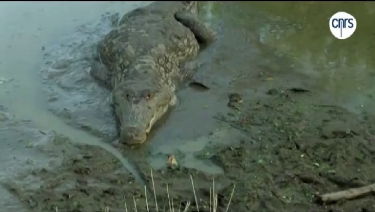 Crocodile Melody