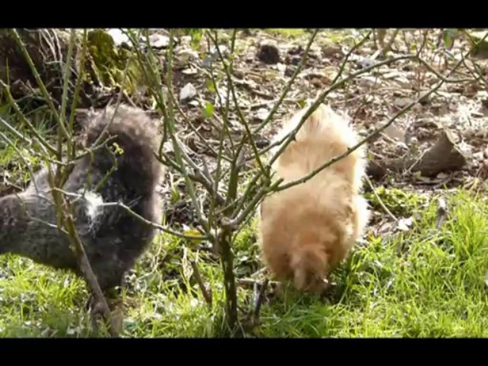 Mon mari et ses  poules....