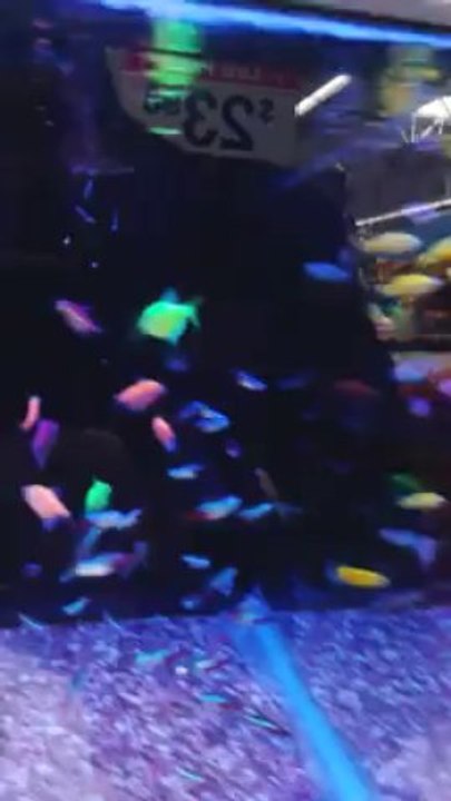 Fish
