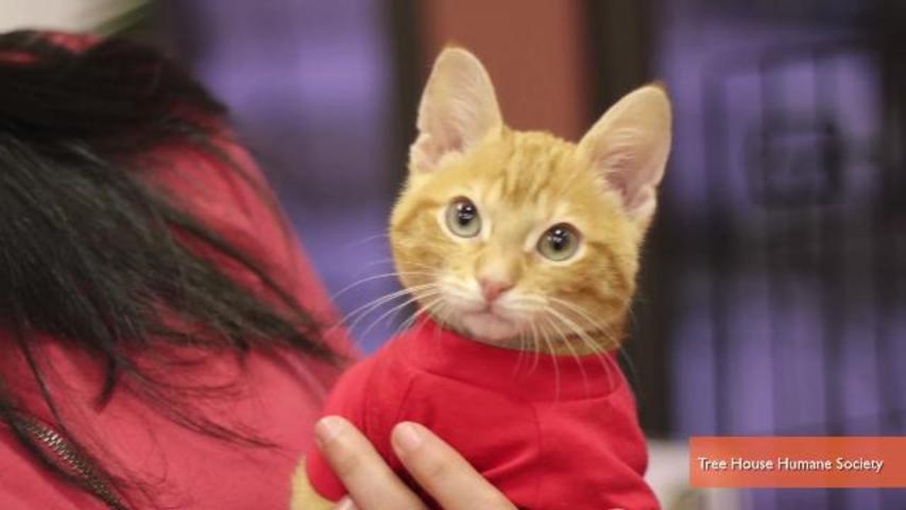 Cat Born With Deformed Legs Gets New Legs and a New Home