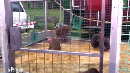 Dans les coulisses du Festival international du cirque de Massy (91)