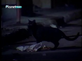 1989 da istanbul da yaşadı   esmer kedi - kubilaysavash