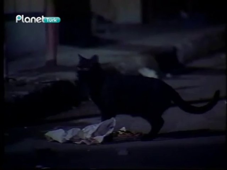 1989 da istanbul da yaşadı   esmer kedi - kubilaysavash