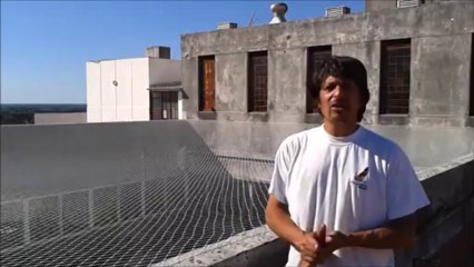 Erradicamos las palomas del edificio de tribunales de San Isidro