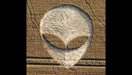 Crop Circles at Fox Hill, Wiltshire 25th July 2012  HD