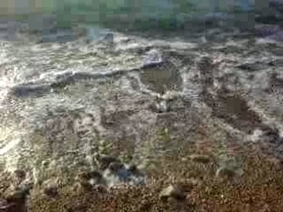 bain des dames