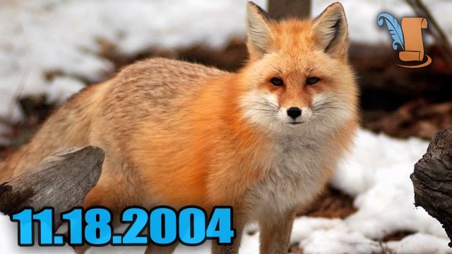 A Day In History: Fox Hunting Banned In UK