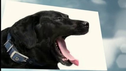 What Is Kennel Cough