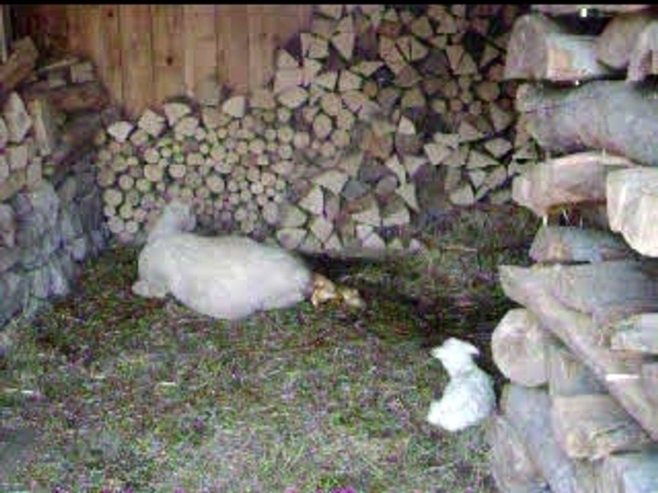 accouchement de mouton