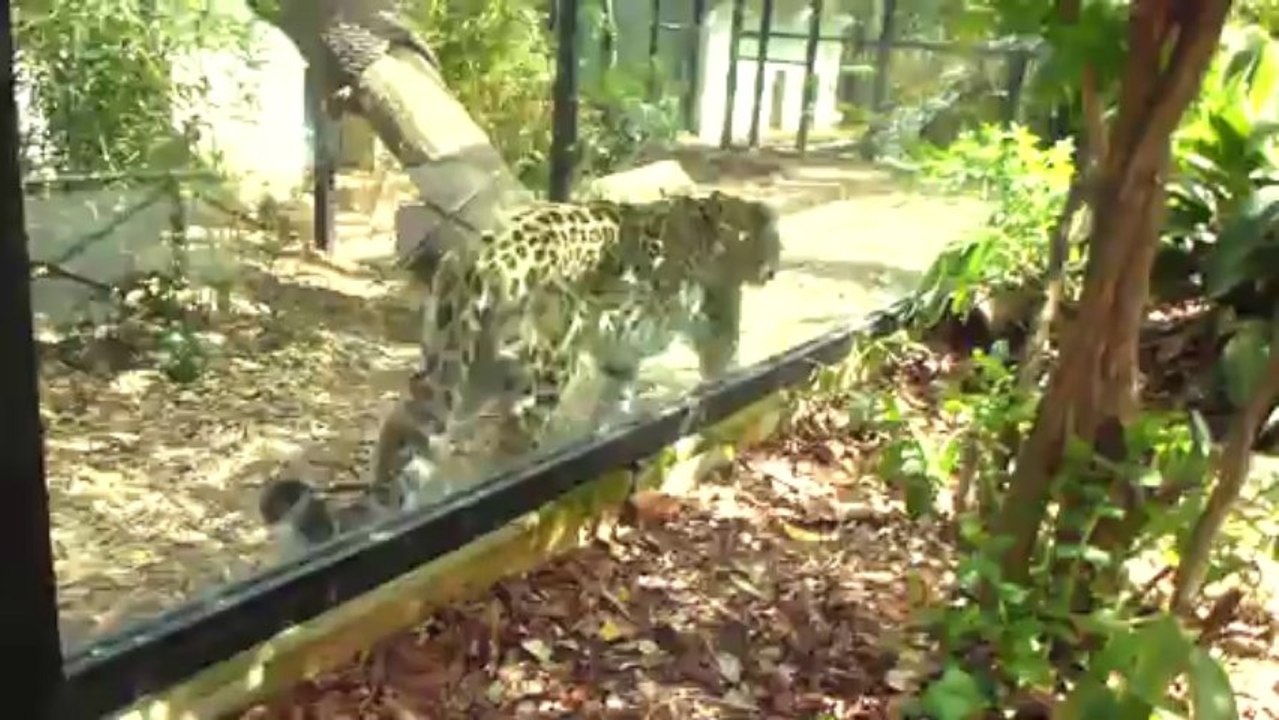 Rome Zoo [HD]