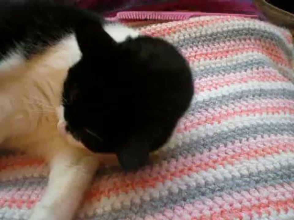 Muscade et sa nouvelle souris