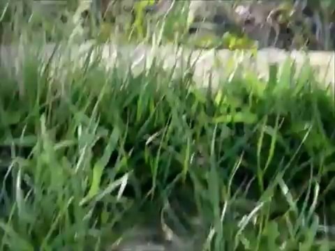 Tsunami video, Yamamoto City (Sendai, Miyagi), Japan. July 21st, 2011