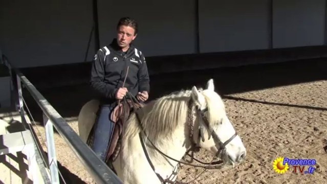 Initiation au dressage Chevaux Camargue
