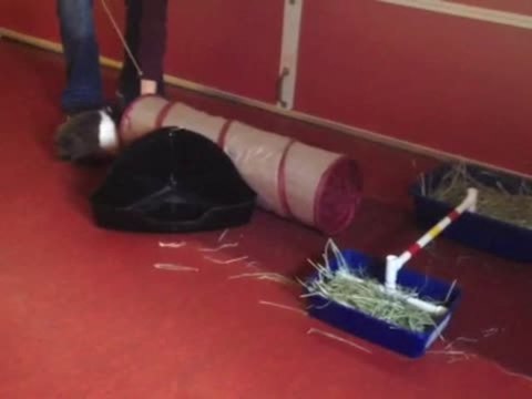 Clever Rabbit Runs Through Obstacle Course