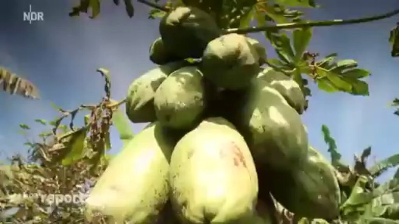 [Doku] Billig Kaffee vergifet uns alle! NDR Die Reportage 04.10.2013