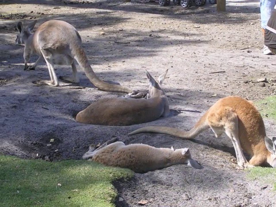Amazing Caversham Wildlife Park, Perth, Western Australian Holidays