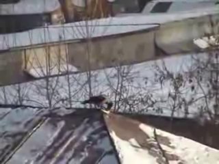 Corbeau roi de la glisse sur un toit lol