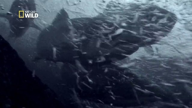 Les saumons d'Ecosse