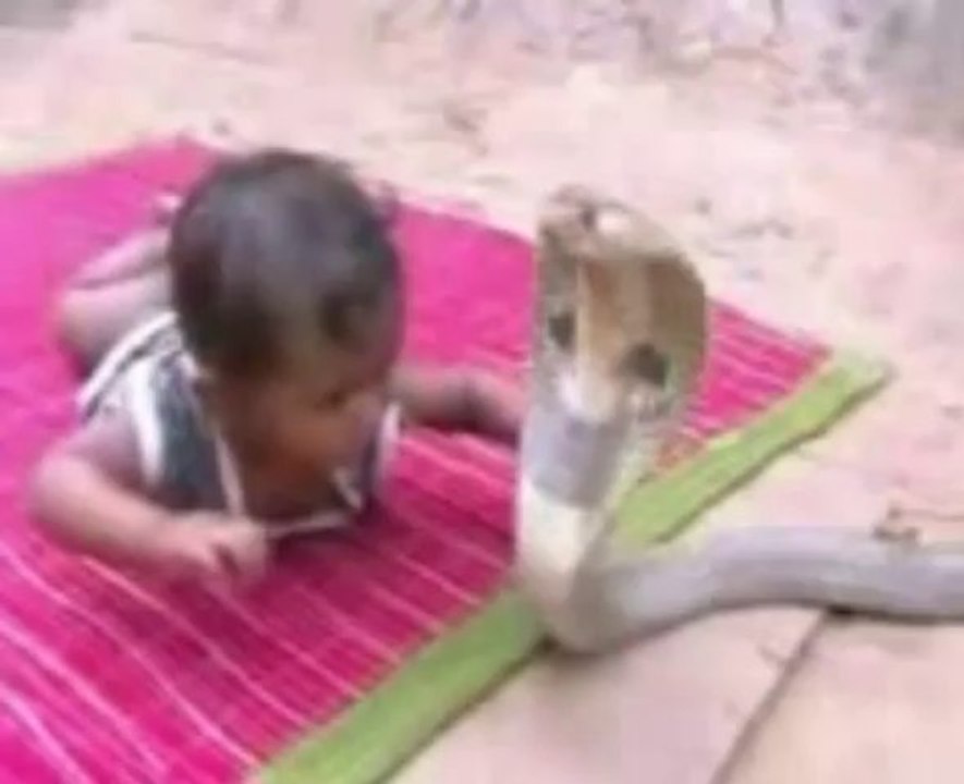 Baby Vs Cobra