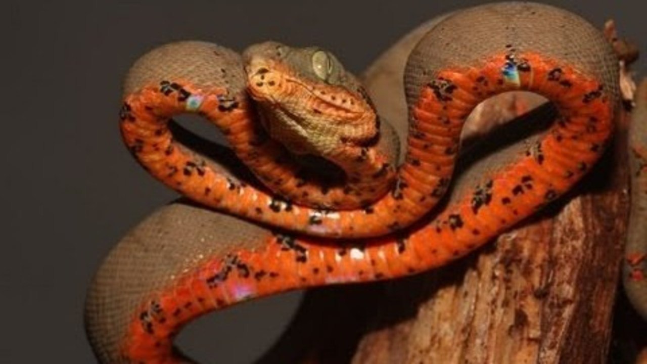 New Amazon Tree Boa!