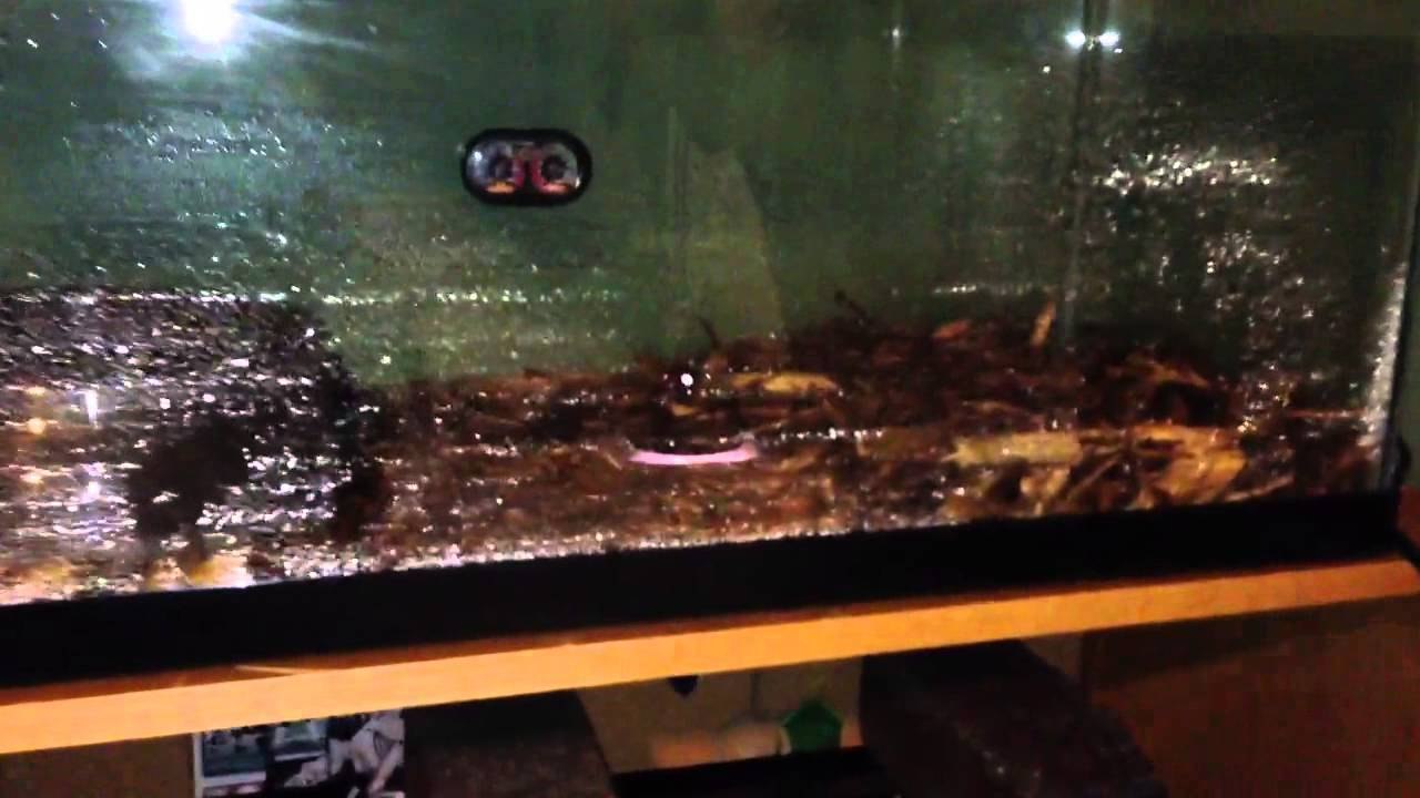 New Blood Python Tank (Empty)