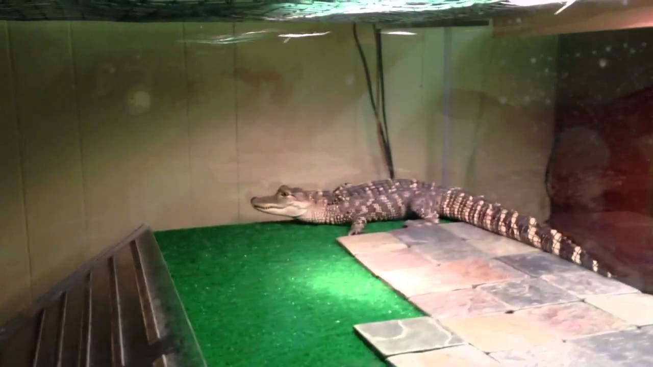 Question and Answer #1: Alligator Edition