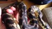 Reptile Handling Video!