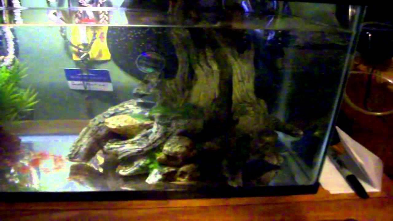 New Axolotl!