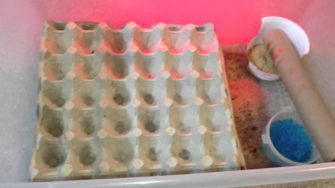 Dubia Roach Colony + Updates