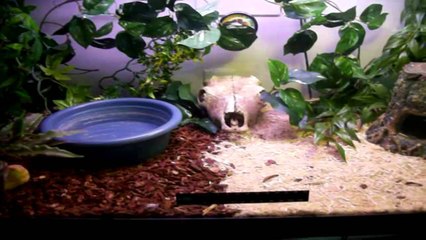 Amazing Ball Python Tank