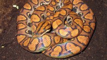 Brazilian Rainbow Boa Vivarium