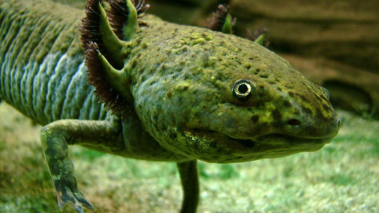 Axolotl + Enclosure Update