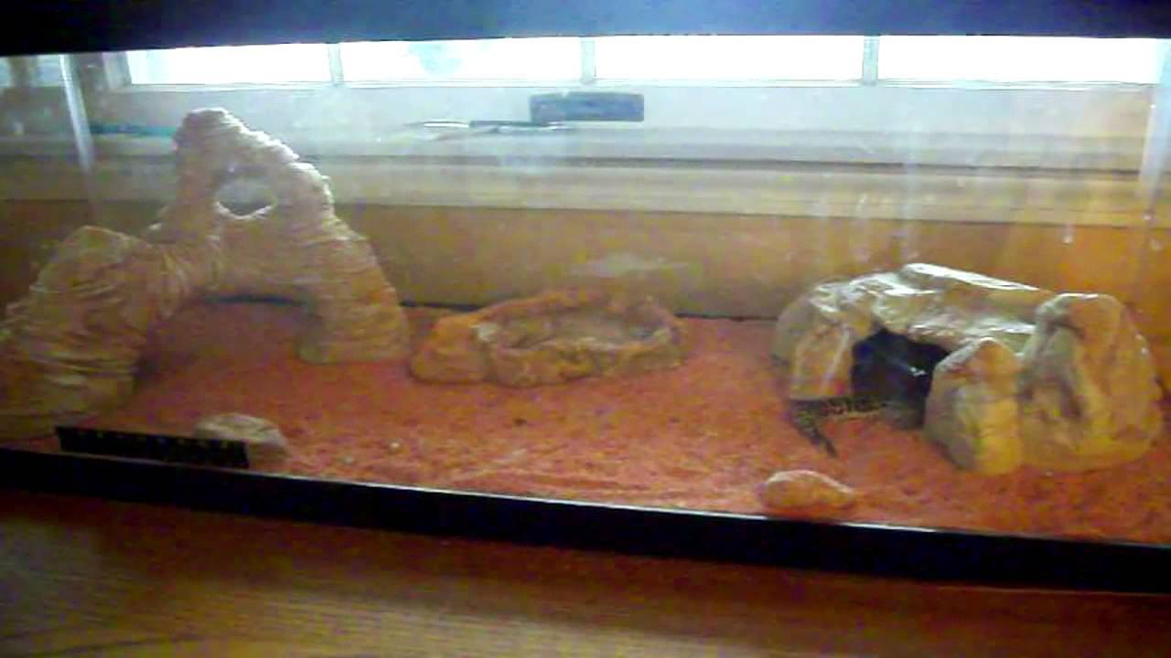 Leopard Gecko Pair and Tank