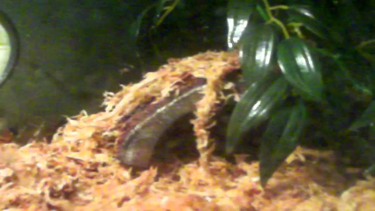 Brazilian Rainbow Boa Tank and Handling