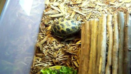 Russian Tortoise Enclosure