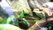 Fire Bellied Toad / Gray Tree Frog Feeding