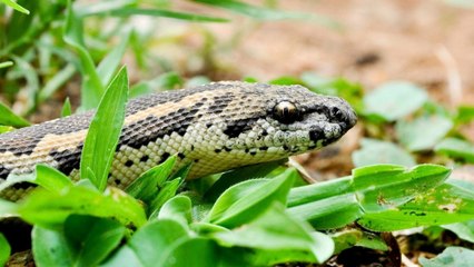 The (Unfinished) Reptile Room