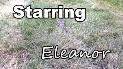 TeguTage - A Tegu Feeding Montage