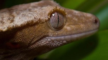 Crested Gecko Vivarium