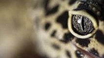 How To Care For A Pet Leopard Gecko (Leopard Gecko Care)