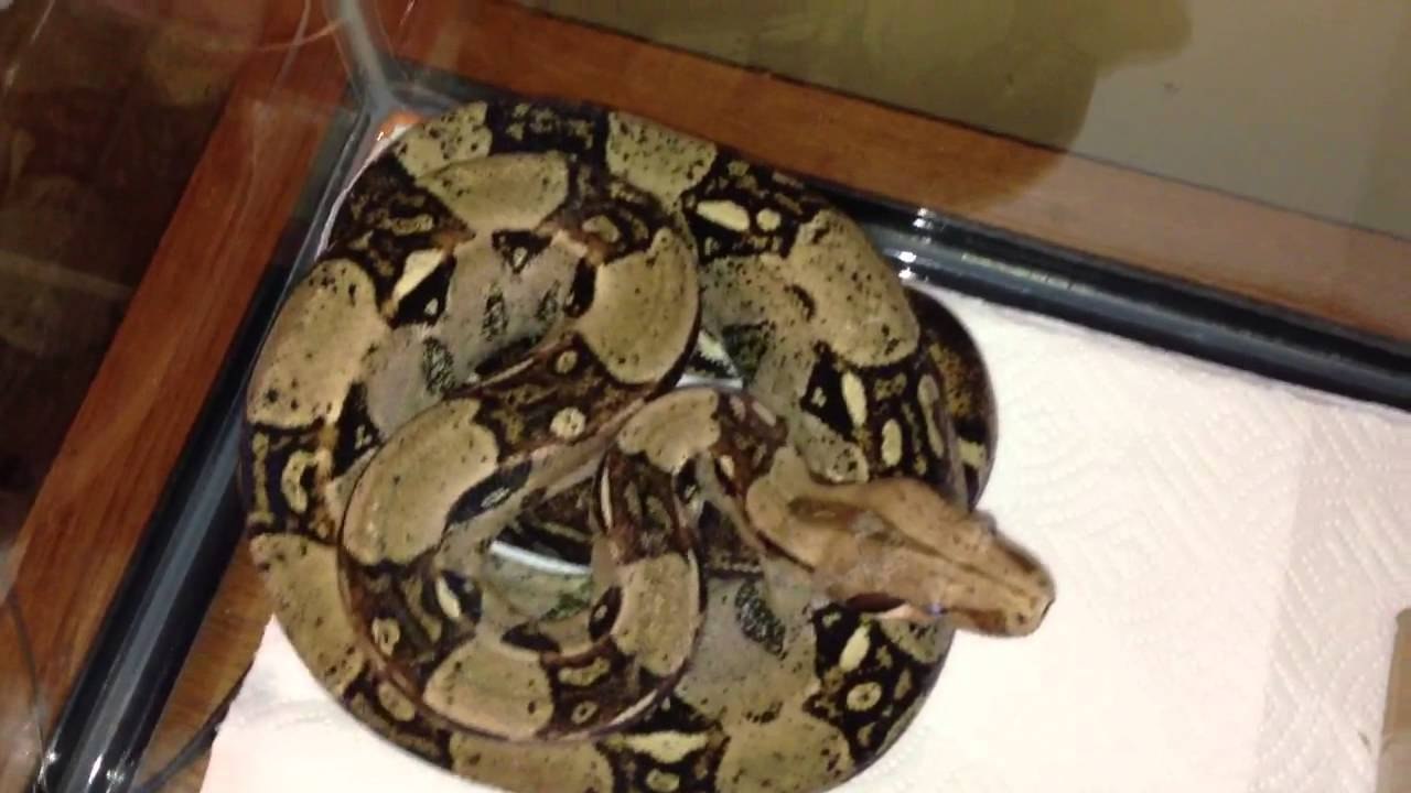 Meet Reggie, My Rescue Red Tail Boa