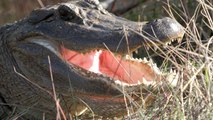 Keeping Alligators and Other Large Reptiles