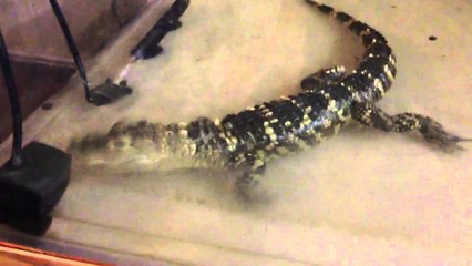 American Alligator Feeding