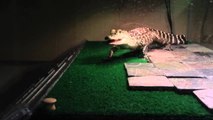 Reptile Video Contest! (Closed)